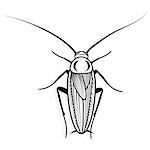 Cockroach vector design vector animal illustration for t-shirt. Sketch tattoo design.