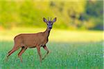 Portrait of a western roe deer (Capreolus capreolus) roebuck standing in grassy field in summer in Hesse, Germany