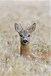 Close-up portrait of roebuck, western roe deer (Capreolus capreolus) peeking up in in grain field and looking at camera in Hesse, Germany