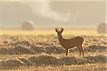 Roebuck, western roe deer (Capreolus capreolus) standing in sunlit stubble field at sunrise in Hesse, Germany