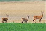 Western Roe deers (Capreolus capreolus), Female with fawns standing in a field looking at camera in Hesse, Germany