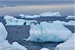 Icebergs and large pieces of ice at Brown Bluff at the Antarctic Peninsula, Antarctica