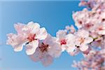 Close-up of a branch of pink almond blossoms in spring against a sunny, blue sky in Germany