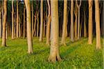 Sunlit beech trees in forest at sunset in Gespensterwald (Ghost Forest) in Nienhagen in the Mecklenburg-Western Pommerania region, Germany