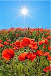 Starburst of sun over a poppy field in summer, Germany