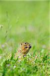 European ground squirrel (Spermophilus citellus) standing on hind legs eating plants in field in Burgenland, Austria