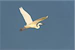 Profile of great white egret (Ardea alba) in flight against a blue sky at Lake Neusiedl in Burgenland, Austria