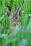 Close-up portrait of a European brown hare (Lepus europaeus) looking at camera through a grain field in spring in Burgenland, Austria