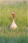 Front view portrait of a greylag goose (Anser anser) standing in a grassy field at Lake Neusiedl in Burgenland, Austria