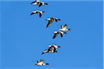 Flock of common shelducks (Tadorna tadorna) in flight against blue sky at Lake Neusiedl in Burgenland, Austria