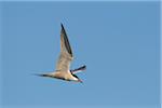 Side view of a common tern (Sterna hirundo) in flight against a blue sky over Lake Neusiedl in Burgenland, Austria