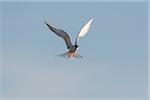 Front view of a common tern (Sterna hirundo) in flight against a blue sky at Lake Neusiedl in Burgenland, Austria