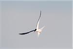 Common tern (Sterna hirundo) in flight, sunlit against a grey sky at Lake Neusiedl in Burgenland, Austria