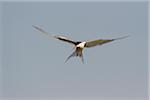 Front view of a common tern (Sterna hirundo) in flight, sunlit against a grey sky over Lake Neusiedl in Burgenland, Austria