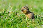 Close-up portrait of a European ground squirrel (Spermophilus citellus) eating plants in grassy field in Burgenland, Austria