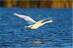 Profile of a mute swan (Cygnus olor) in flight over the blue waters of Lake Neusiedl in Burgenland, Austria