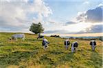 Herd of cows grazing in pasture with the late afternoon sun shining over the fields at Le Markstein in the Vosges Mountains in Haut Rhin, Alsace, France