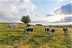 Herd of cows grazing in pasture with the late afternoon sun shining over the fields at Le Markstein in the Vosges Mountains in Haut Rhin, Alsace, France