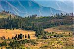 Overview of fields and trees in the Yosemite Valley in Yosemite National Park in California, USA