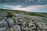 View of limestone pavement, Malham Cove, Malham, Yorkshire Dales National Park, North Yorkshire, England, United Kingdom, Europe