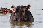 A Hippopotamus (Hippopotamus amphibius) looking at the camera, Tsavo, Kenya, East Africa, Africa