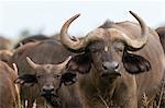 African buffalos (Syncerus caffer), Tsavo, Kenya, East Africa, Africa