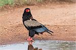 A bateleur eagle (Terathopius ecaudatus) at a water pool, Tsavo, Kenya, East Africa, Africa