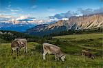 View of landscape and cattle from Marmolada Pass at sunset, South Tyrol, Italian Dolomites, Italy, Europe