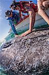 California gray whale calf (Eschrichtius robustus), with whale watchers in San Ignacio Lagoon, Baja California Sur, Mexico, North America