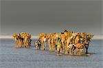 Camel caravan walking in the heat through a salt lake, Danakil depression, Ethiopia, Africa