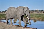 African Elephant (Loxodonta africana), male, Ngorongoro Conservation Area, Tanzania, East Africa, Africa