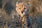 Cheetah (Acinonyx jubatus) cub, Ngorongoro Conservation Area, Tanzania, East Africa, Africa