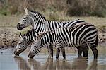 Common Zebra (Plains Zebra) (Burchell's Zebra) (Equus burchelli) drinking, Ngorongoro Conservation Area, Tanzania, East Africa, Africa