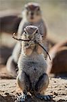 Cape ground squirrel (Xerus inauris) eating, Kgalagadi Transfrontier Park, South Africa, Africa