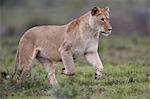 Lioness (Lion, Panthera leo) running, Addo Elephant National Park, South Africa, Africa