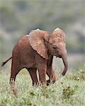 African Elephant (Loxodonta africana), baby running with its ears out, Addo Elephant National Park, South Africa, Africa