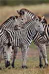 Chapman's Zebra (Plains Zebra) (Equus quagga chapmani), Kruger National Park, South Africa, Africa