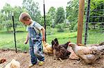 Boy in chicken coop with hens
