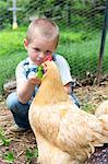 Boy feeding golden campine hen