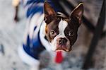 Shallow focus portrait of boston terrier wearing business attire