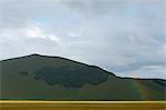 Europe,Italy,Umbria,Perugia district,Castelluccio of Norcia during flowering of narcissus