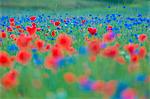 Europe, Italy,Umbria,Perugia district,Castelluccio of Norcia Flower period