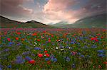 Europe, Italy,Umbria,Perugia district,Castelluccio of Norcia Flower period