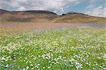 Europe, Italy,Umbria,Perugia district,Castelluccio of Norcia. Flower period.