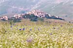 Europe, Italy,Umbria,Perugia district,Castelluccio of Norcia. Flower period.