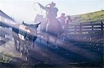 Cowboy on horse lassoing bull, Enterprise, Oregon, United States, North America