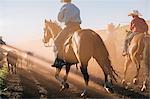 Cowboys on horses lassoing bull, Enterprise, Oregon, United States, North America