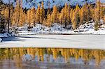 Larches reflections on the iced waters of Mufule Lake. Valmalenco, Valtellina, Sondrio, Lombardy, Italy, Europe.