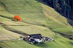 Mountain lodges and solitary autumnal cherry tree. Santa Maddalena, Funes, Bolzano, Trentino Alto Adige - Sudtirol, Italy, Europe.