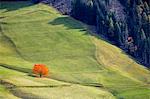 Lone cherry tree with autumnal leaves. Santa Maddalena, Funes, Bolzano, Trentino Alto Adige - Sudtirol, Italy, Europe.